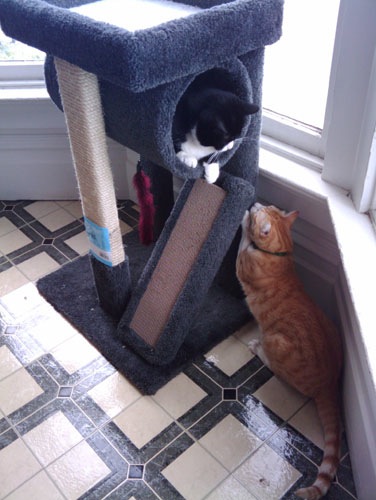 Henry and Schwa play with their cat tree